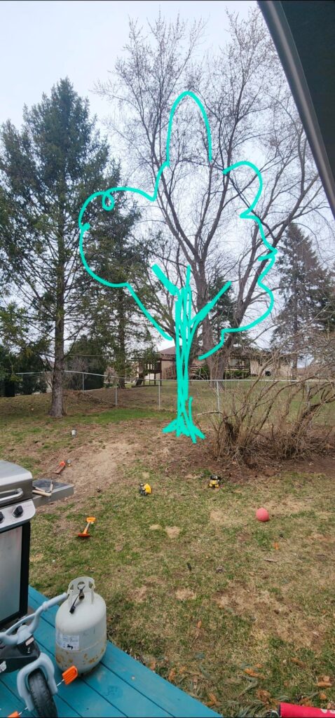 Which tree should I put here?