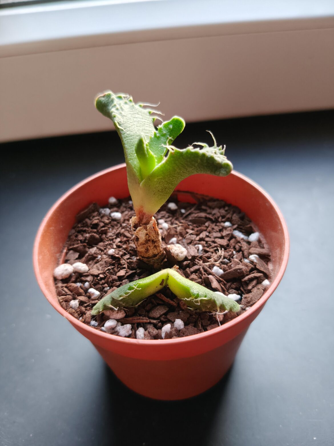 HELP ME PLEASE!