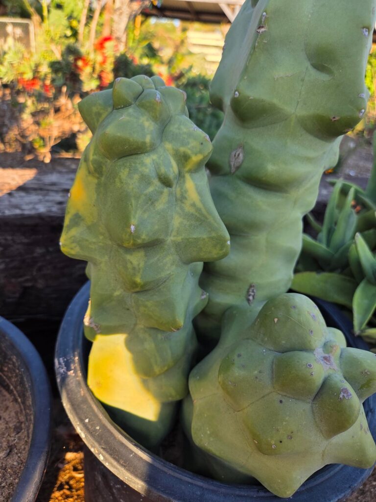 I feel like this is variegated what say you? I feel like this is variegated what say you?