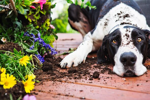 Dog digging in garden Dog digging in garden