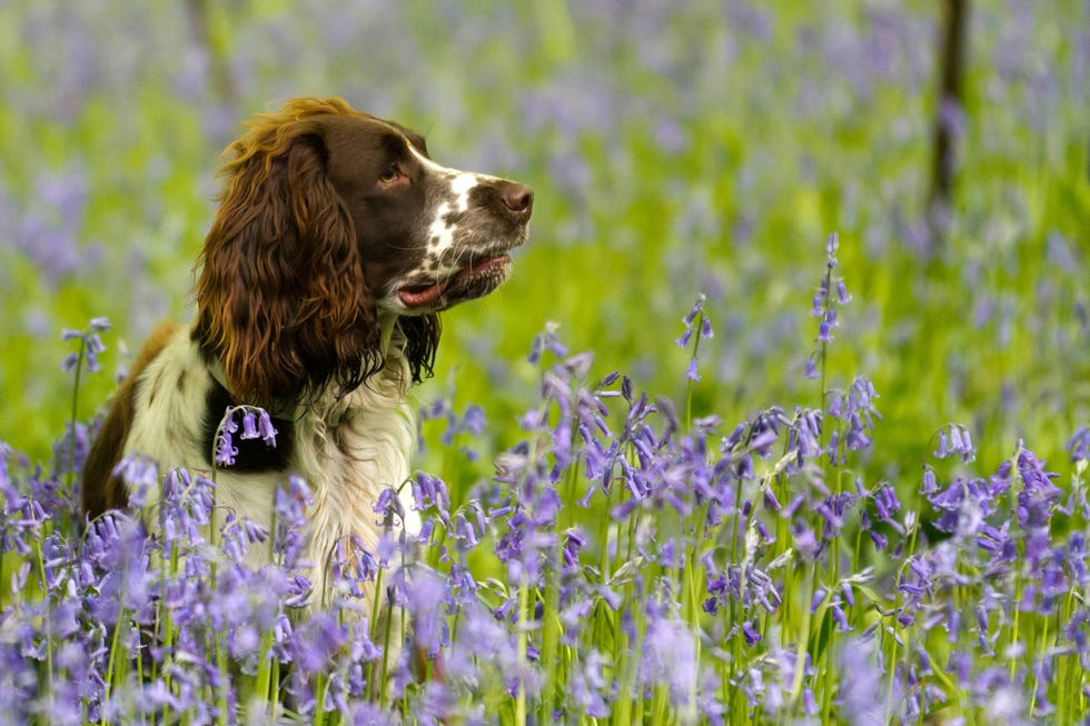 springer spaniel in bluebell wood