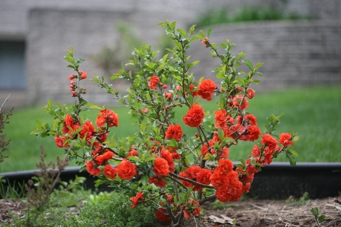 Double Take Orange Landscape