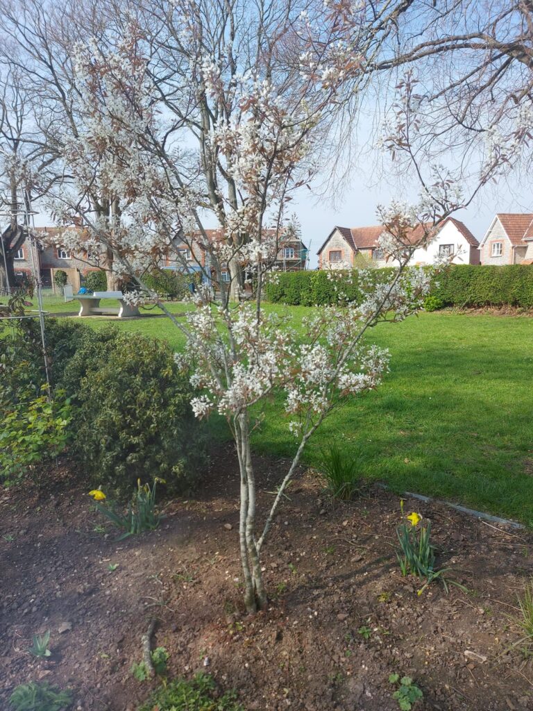 Lovely, white flowers