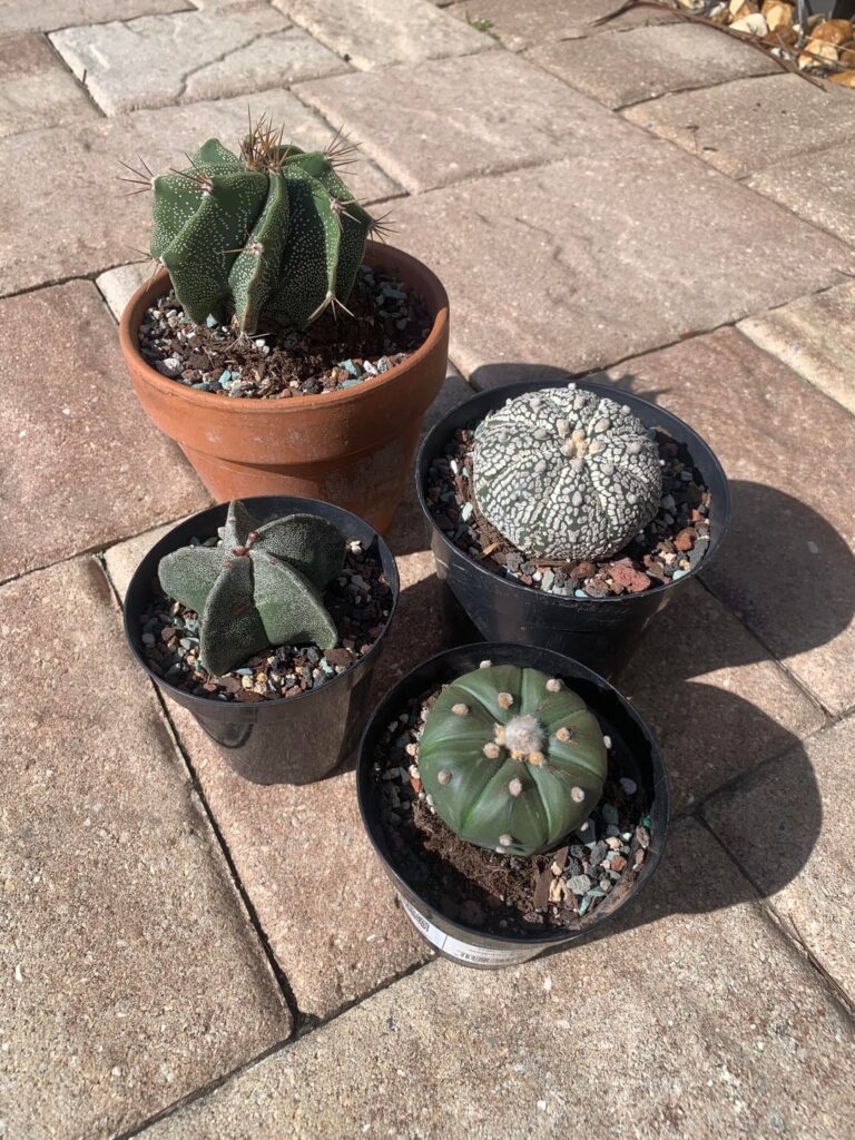 slowly growing my Astro collection