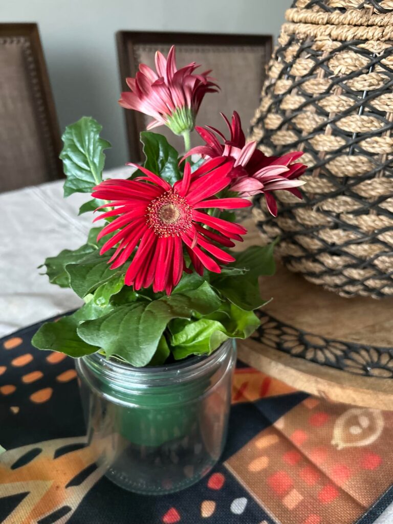 My newest addition! Gerba Daisy