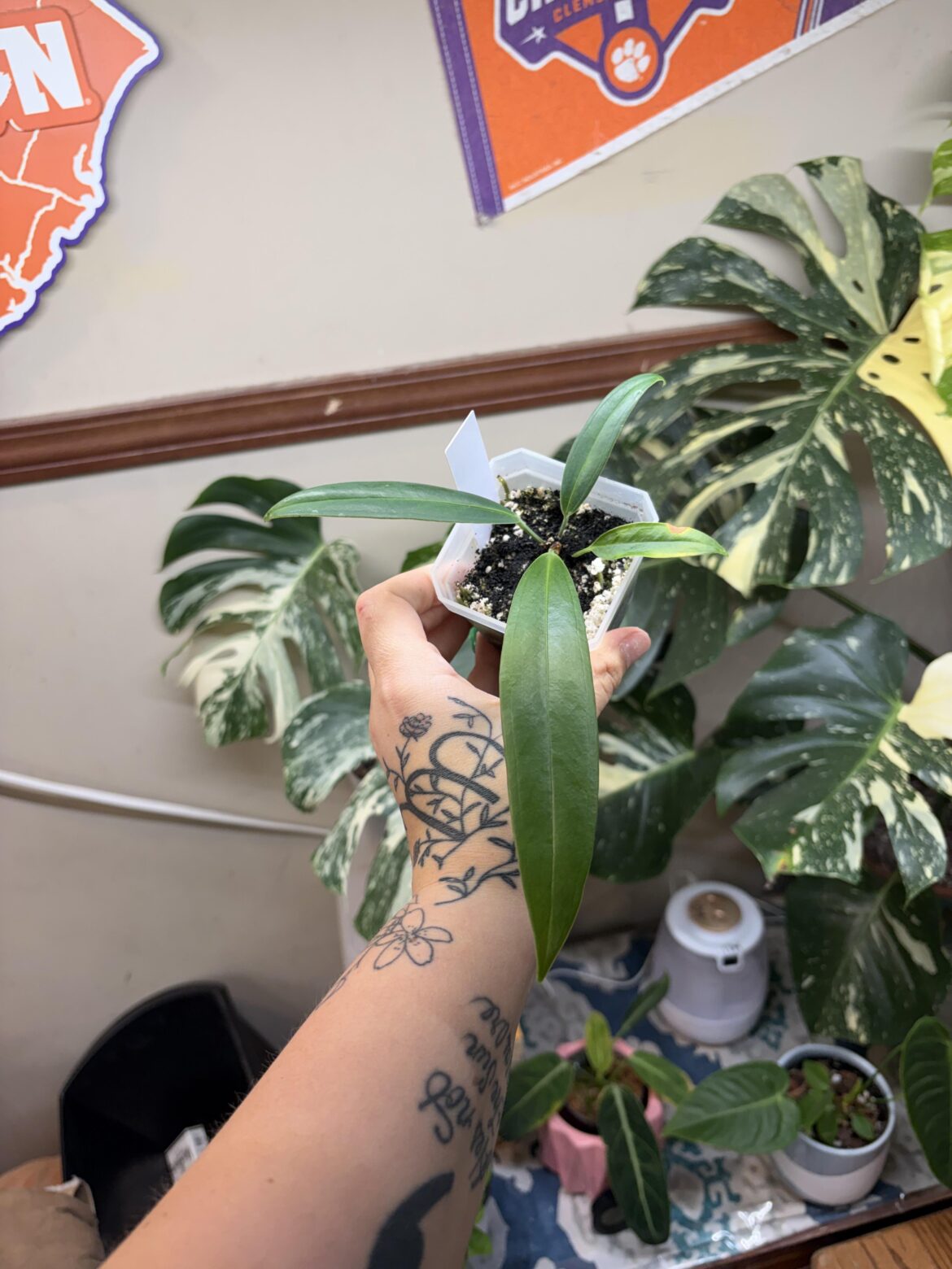 anthurium bakeri pronunciation