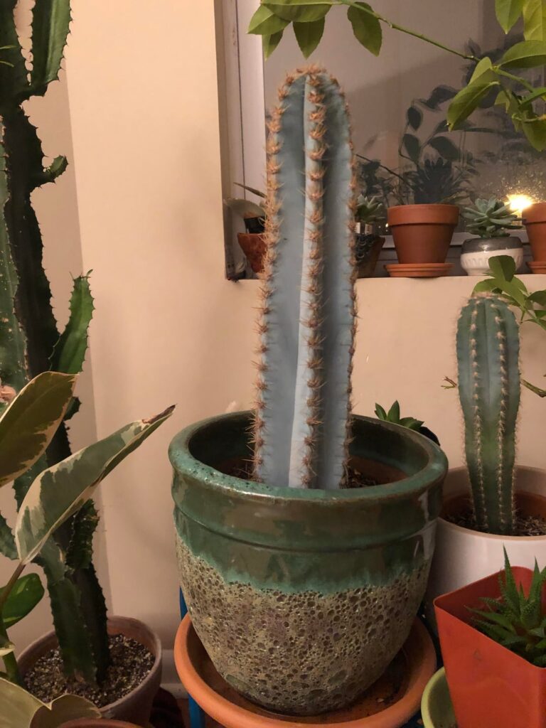 Pilosocereus Pachycladus – 4 Years of Indoor Growth