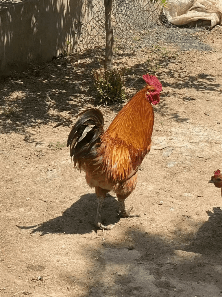 Big rooster