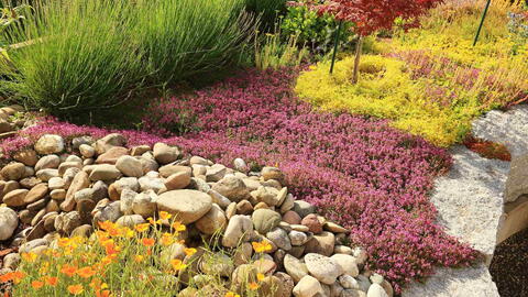 22 Drought-Tolerant Plants That Thrive With Little Water 22 Drought-Tolerant Plants That Thrive With Little Water
