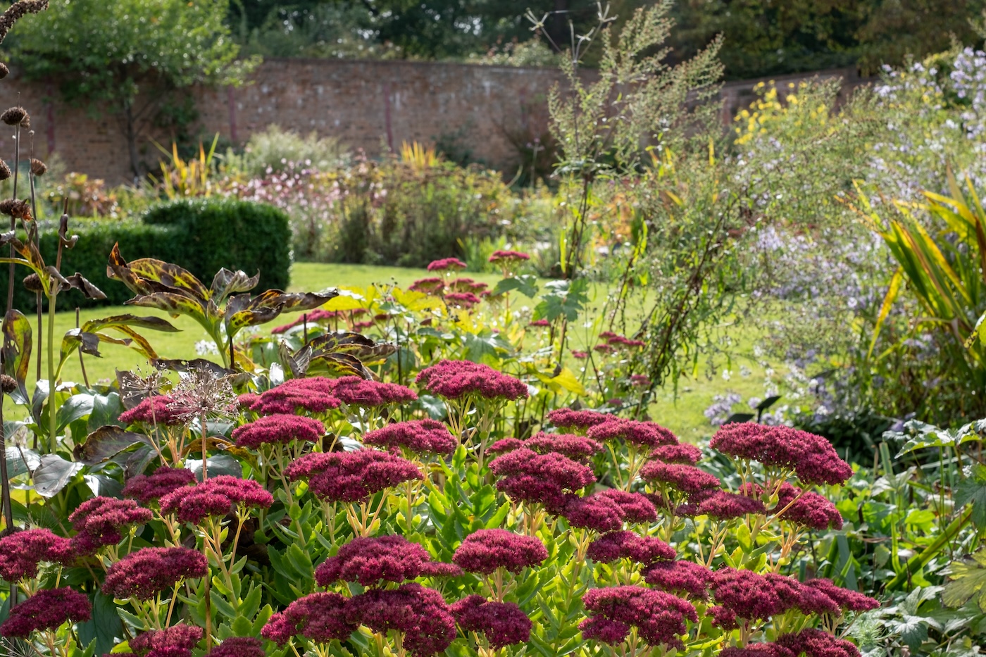 Drought resistant pink sedum flowers reflecting the sun in autumn in a walled garden.