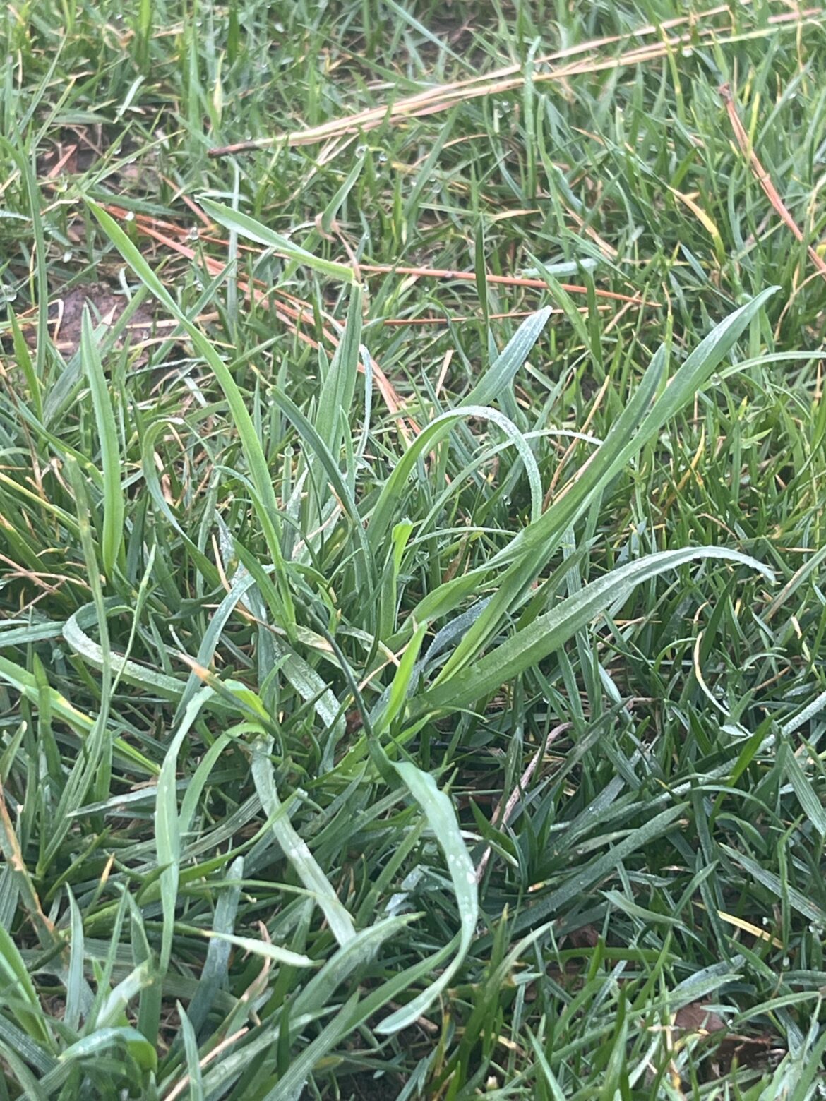 Weed ID request - Central NC