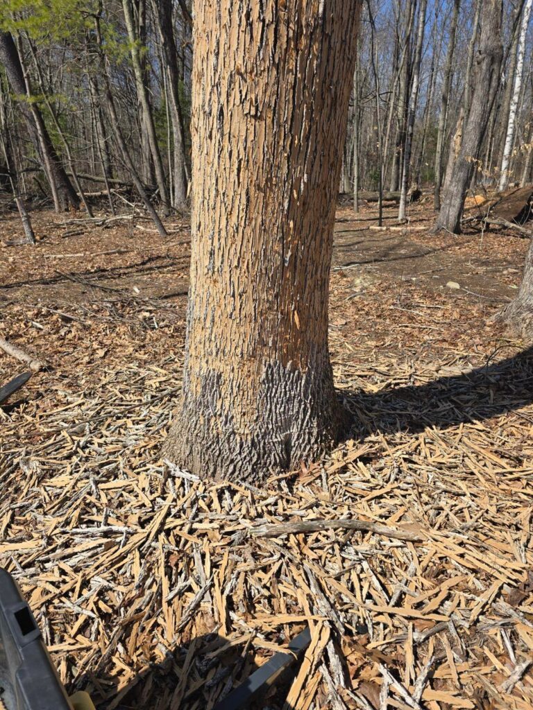 How long do I have until this tree is a problem?