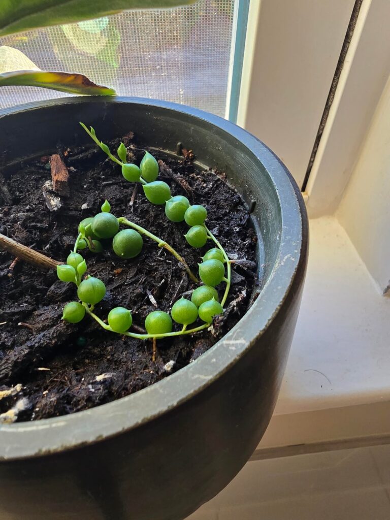 Progression