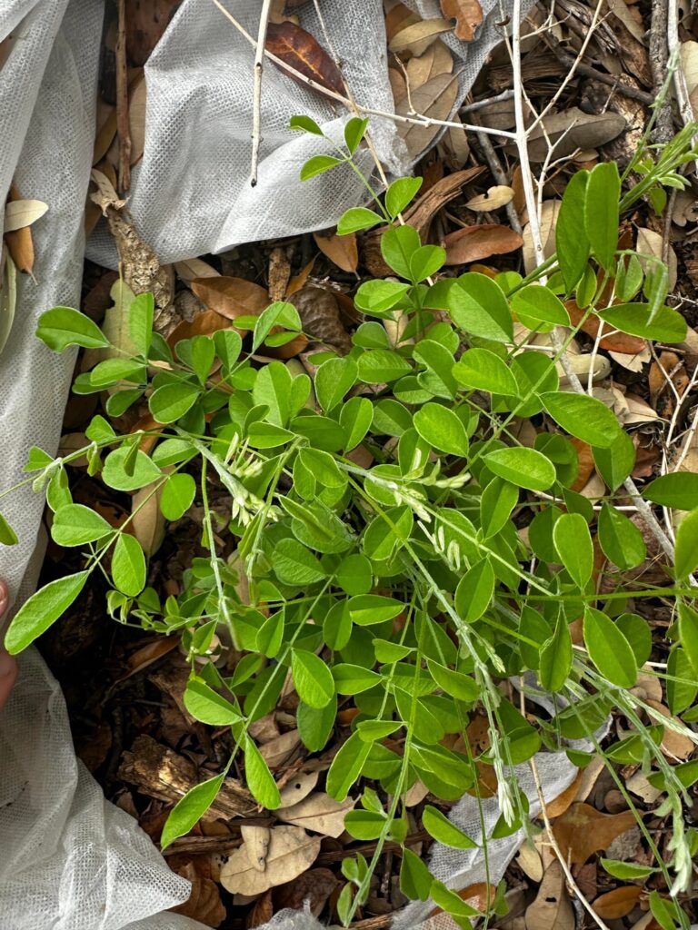 Mountain Laurel seedlings popping up on their own? Mountain Laurel seedlings popping up on their own?