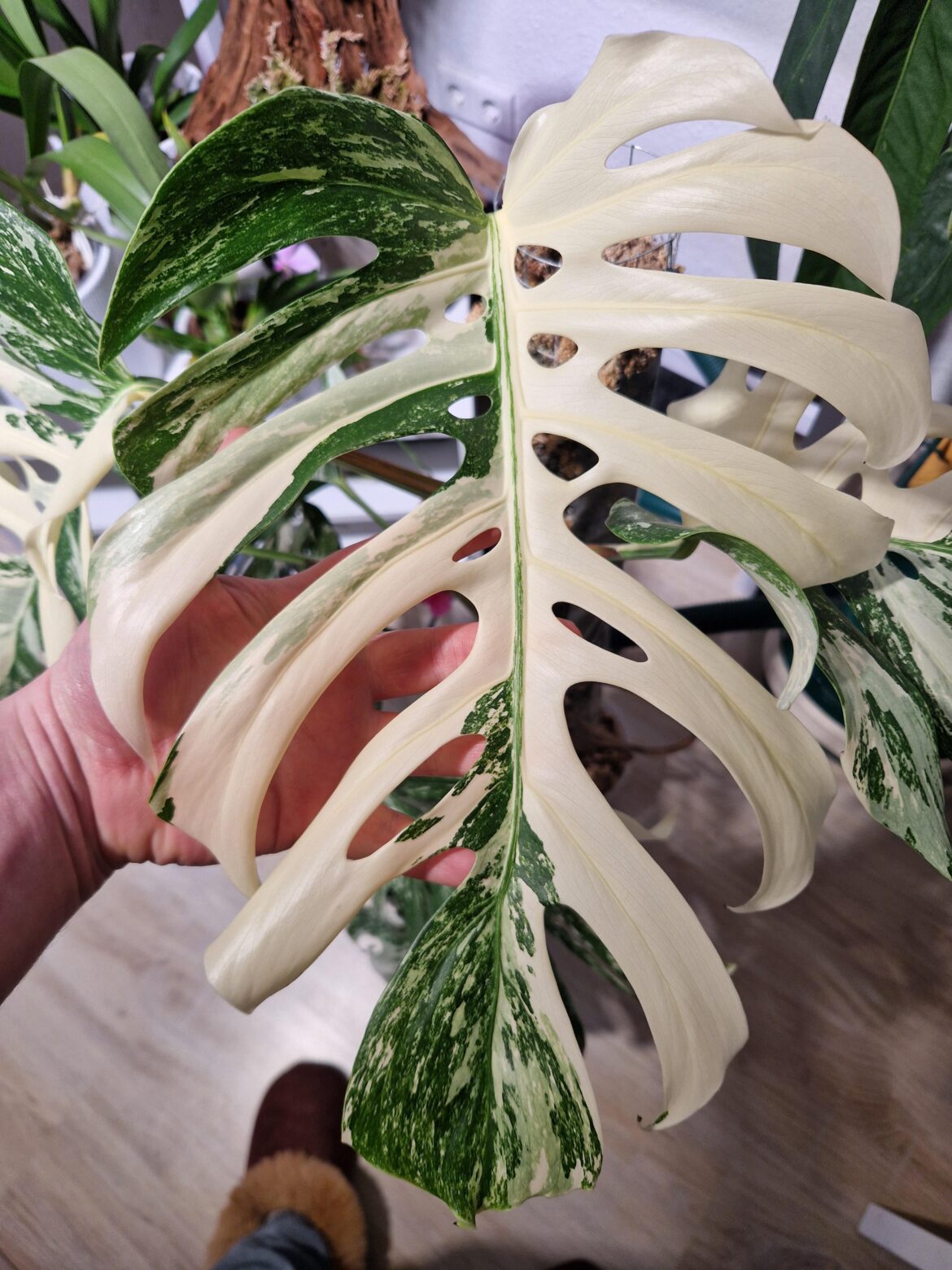 Latest leaf fully hardened.