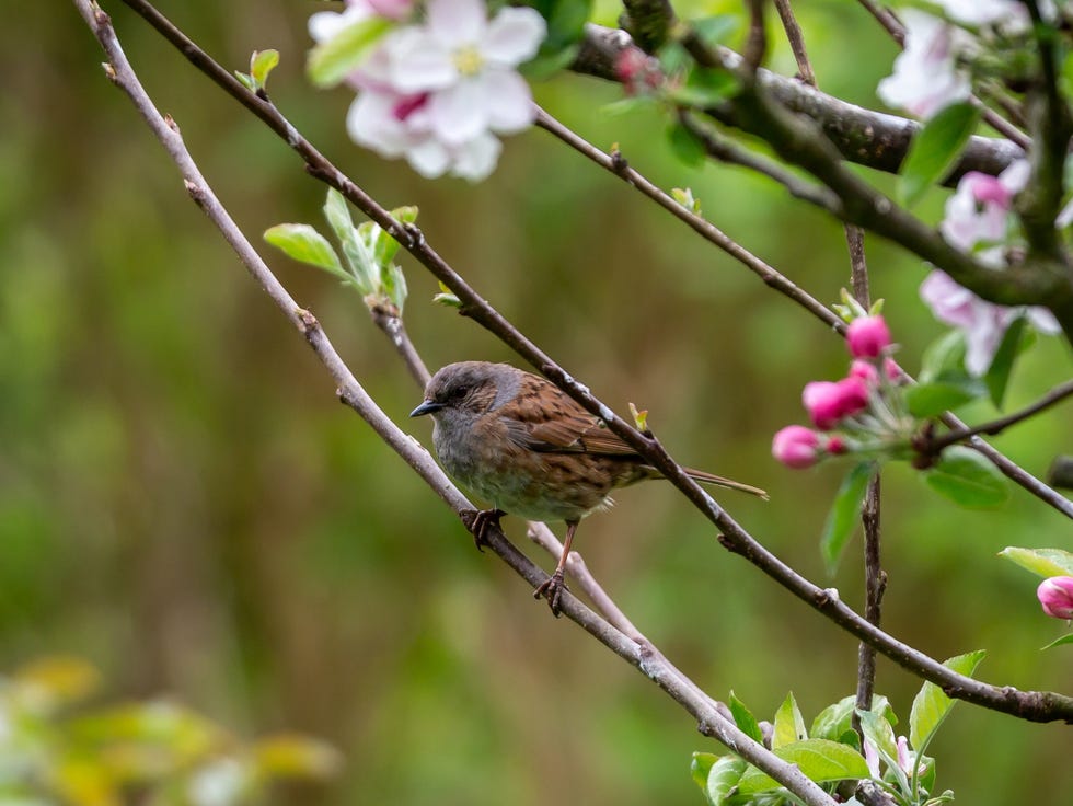 a prunella modularis, commonly known as a dunnock, perched in an apple tree in springtime