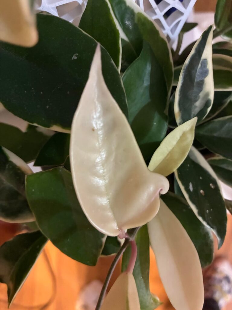 Wondering if anyone knows about this mutation on my roommates Hoya plant?