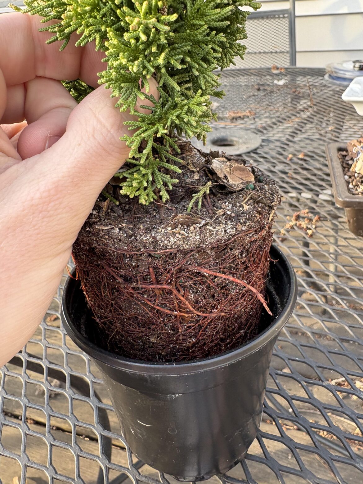 Tree Arrived Rootbound Tree Arrived Rootbound