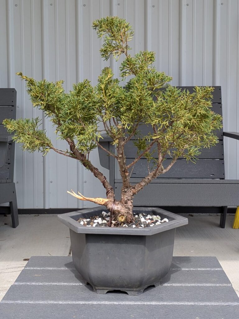 Direction for this Juniper?