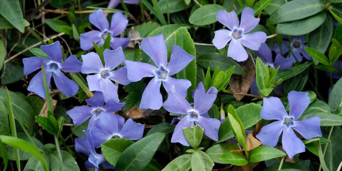 25 Shade-Loving Plants That’ll Thrive in Your Garden All Season 25 Shade-Loving Plants That’ll Thrive in Your Garden All Season