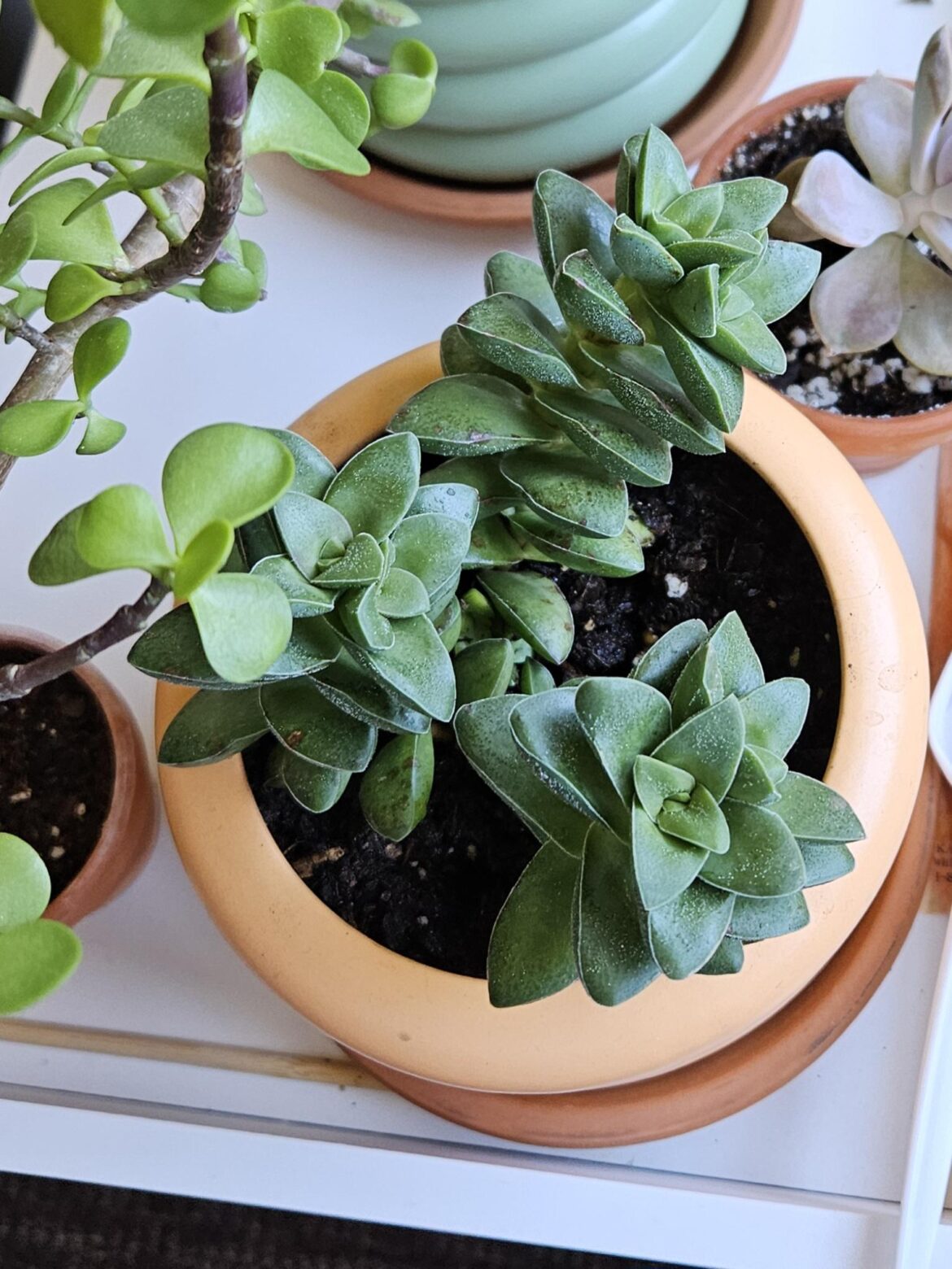 What kind of succulent is this? 🤓