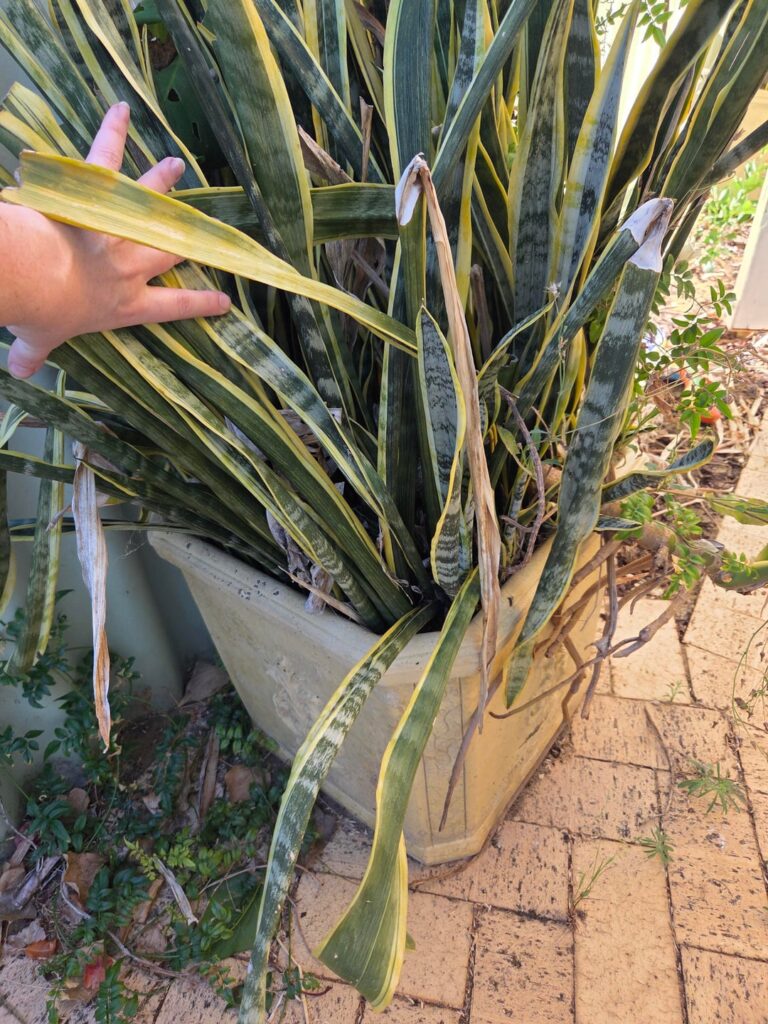 Managing overgrown pot plants Managing overgrown pot plants