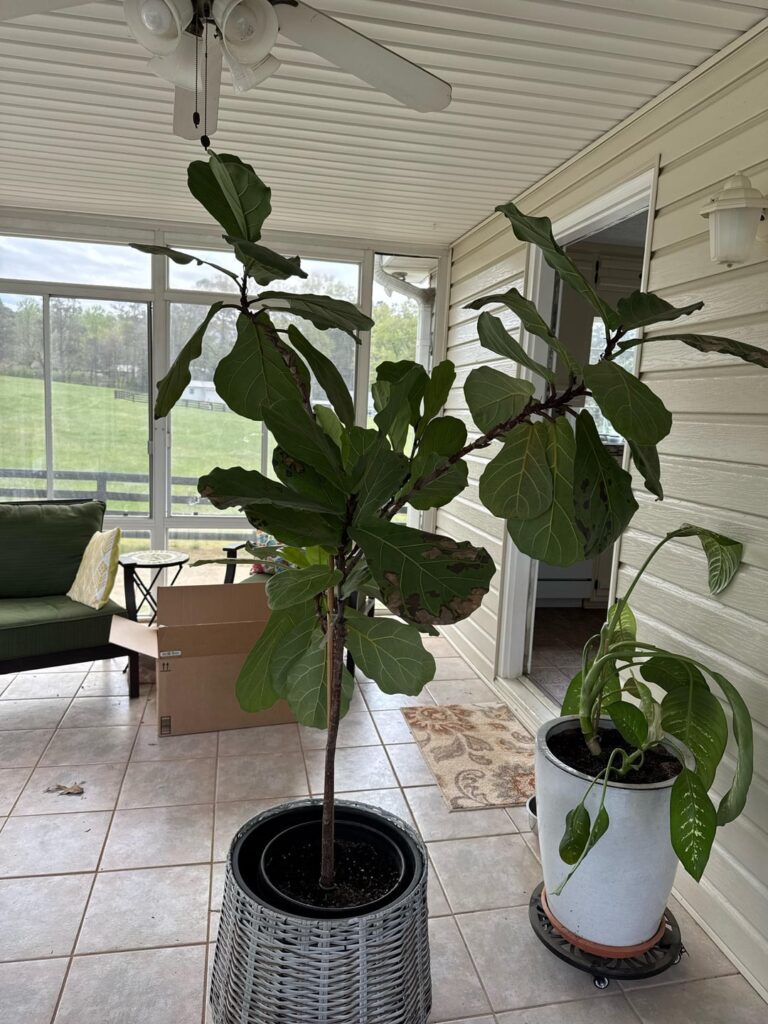 What's wrong with my fiddle leaf fig?