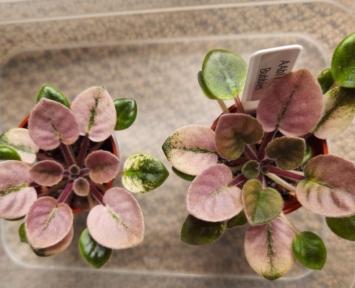 A Pair of ‘Frosty Bubbles’ A Pair of 'Frosty Bubbles'