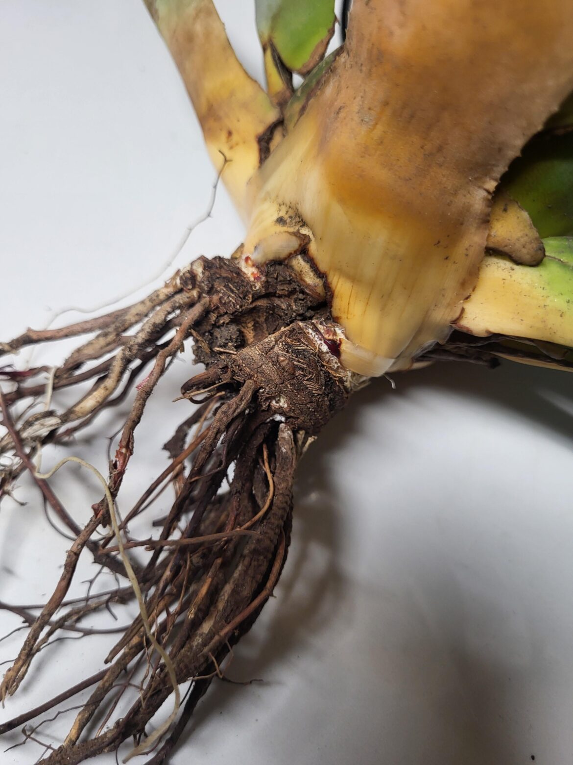 It is what I think it is, right?