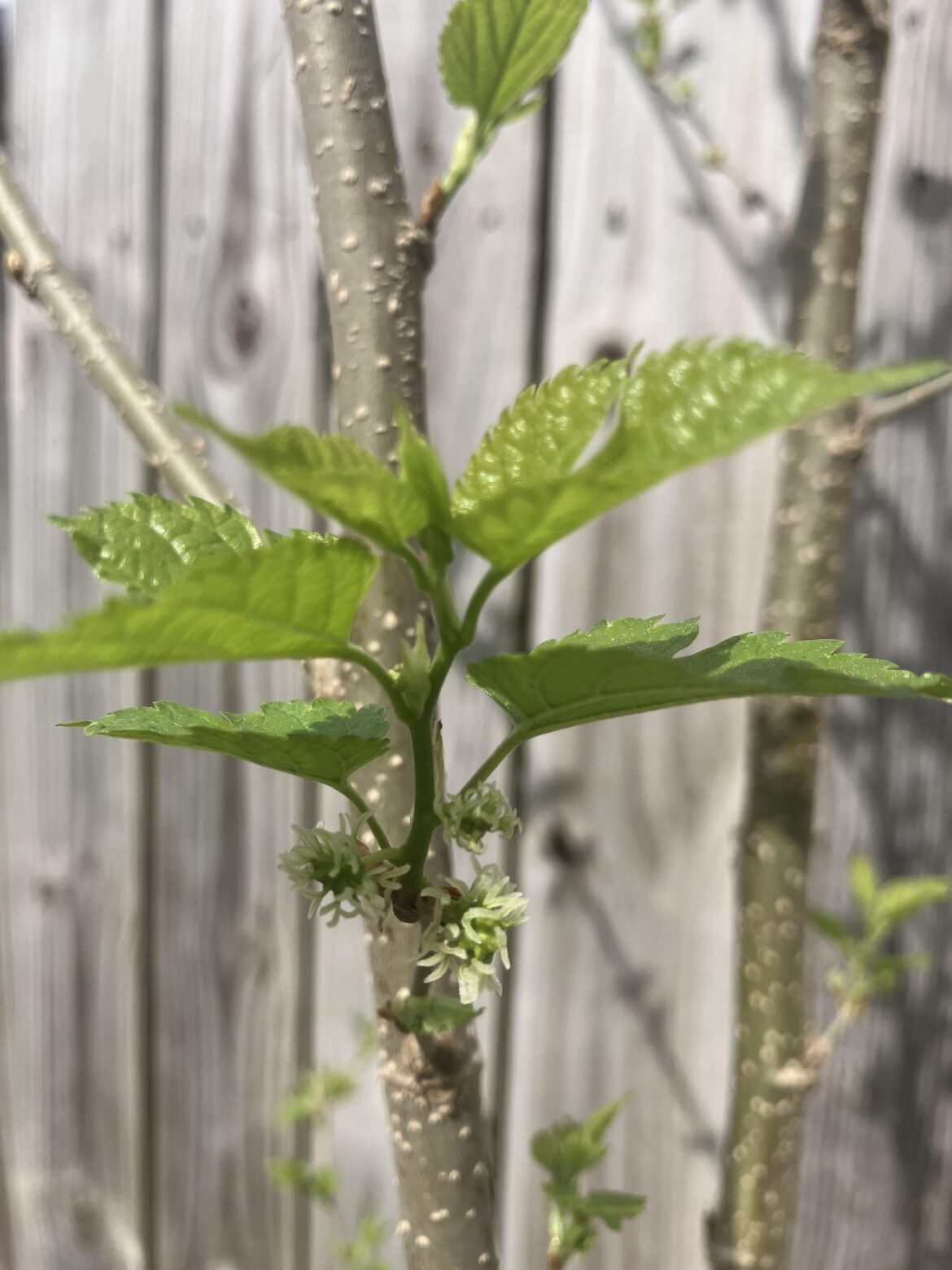 Mulberry