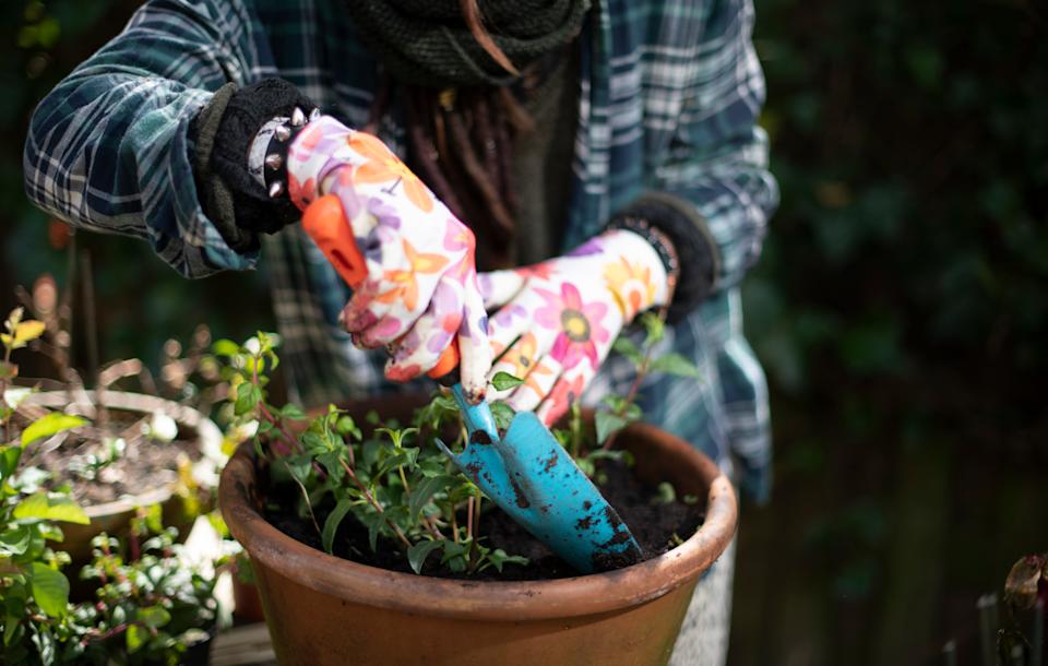 Young woman using a trowel to add soil after planting fresh fuchsia plants in a large terracotta pot.