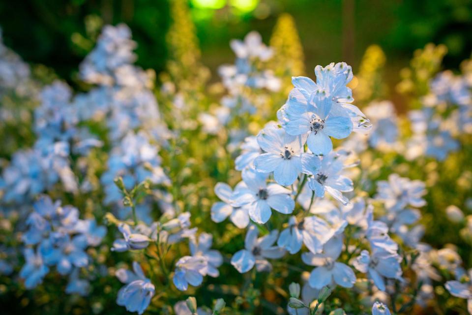 old fashioned flower delphinium
