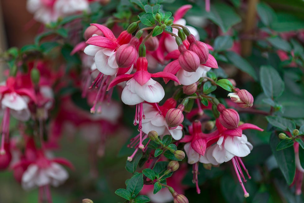 front door shade flower fuchsia