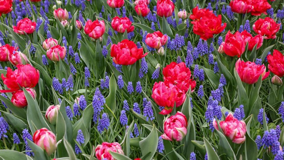 red tulips and blue muscari blooming in a garden