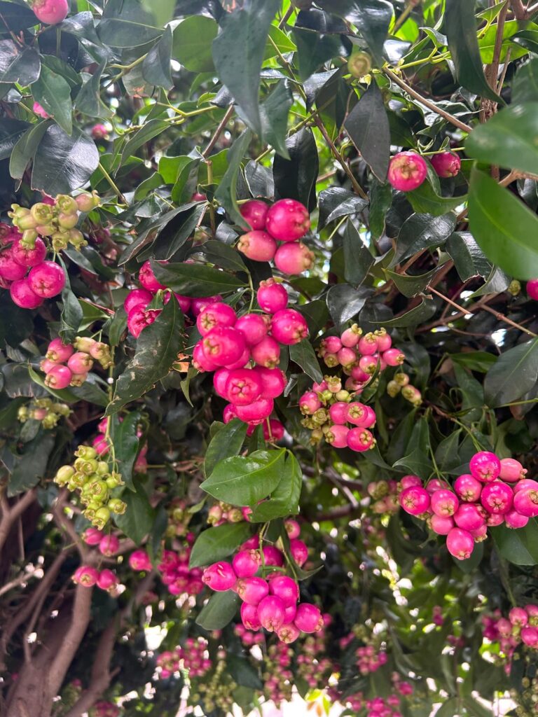 What are these little berries?