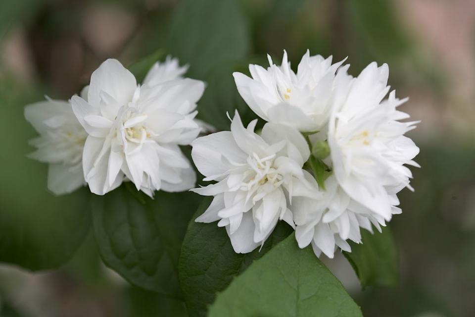 Credit: Marty Baldwin