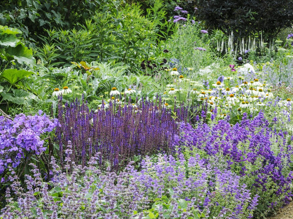 Colorful flower garden with a variety of plants colorful flower garden with a variety of plants