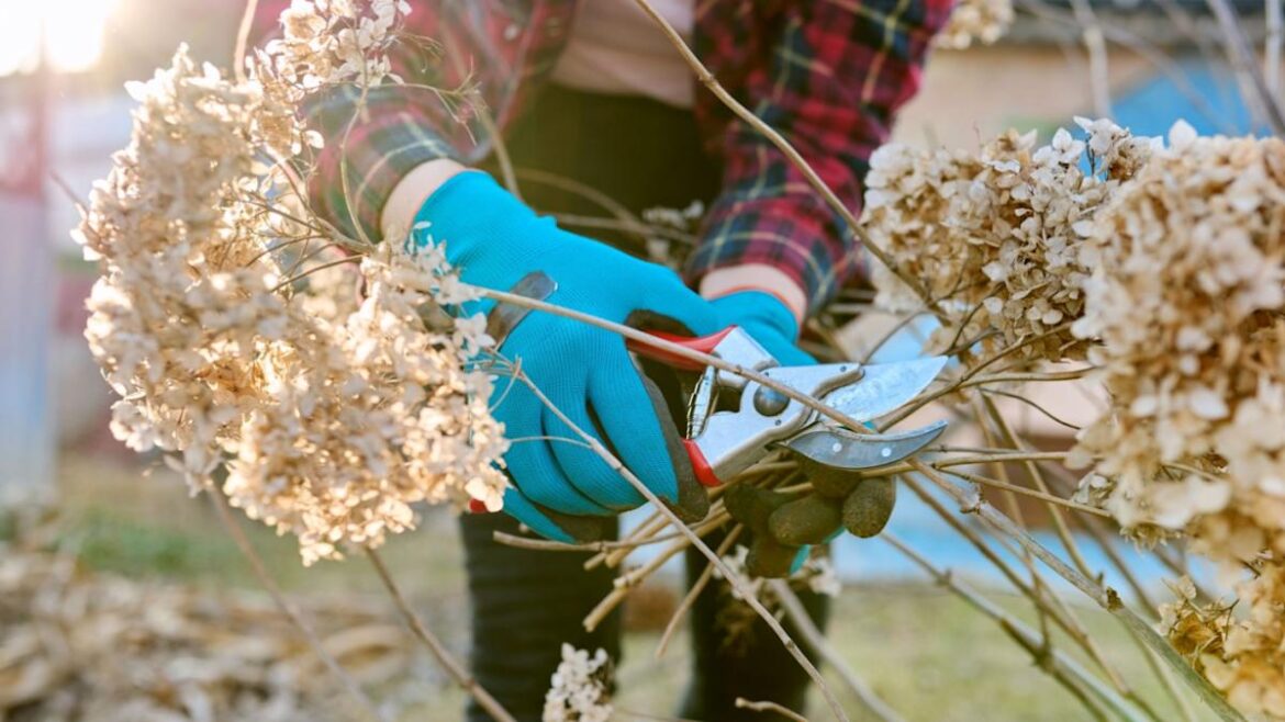 Stop Pruning These Plants in March (And What to Actually Prune) — You're Cutting Off This Year's Blooms