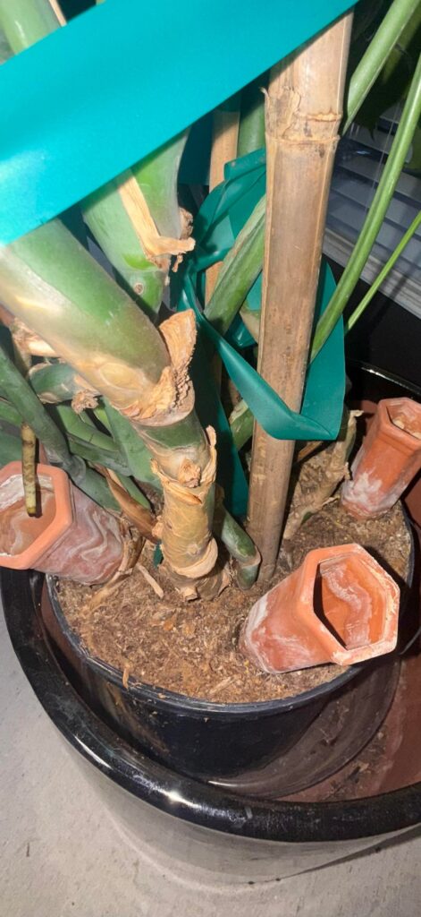 Huge Monstera Philodendron left behind.. now what?
