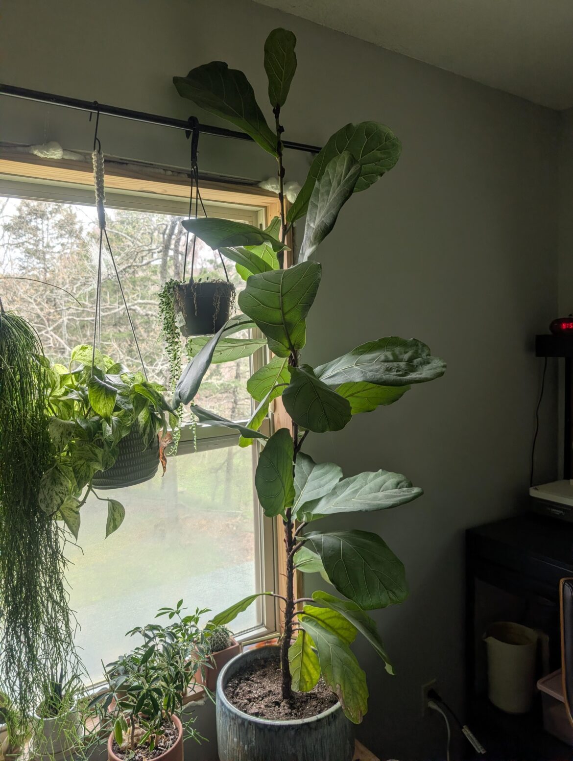 Another "help me prune my fiddle" request!