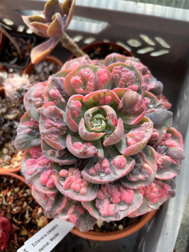 Echeveria Beyonce Rainbow