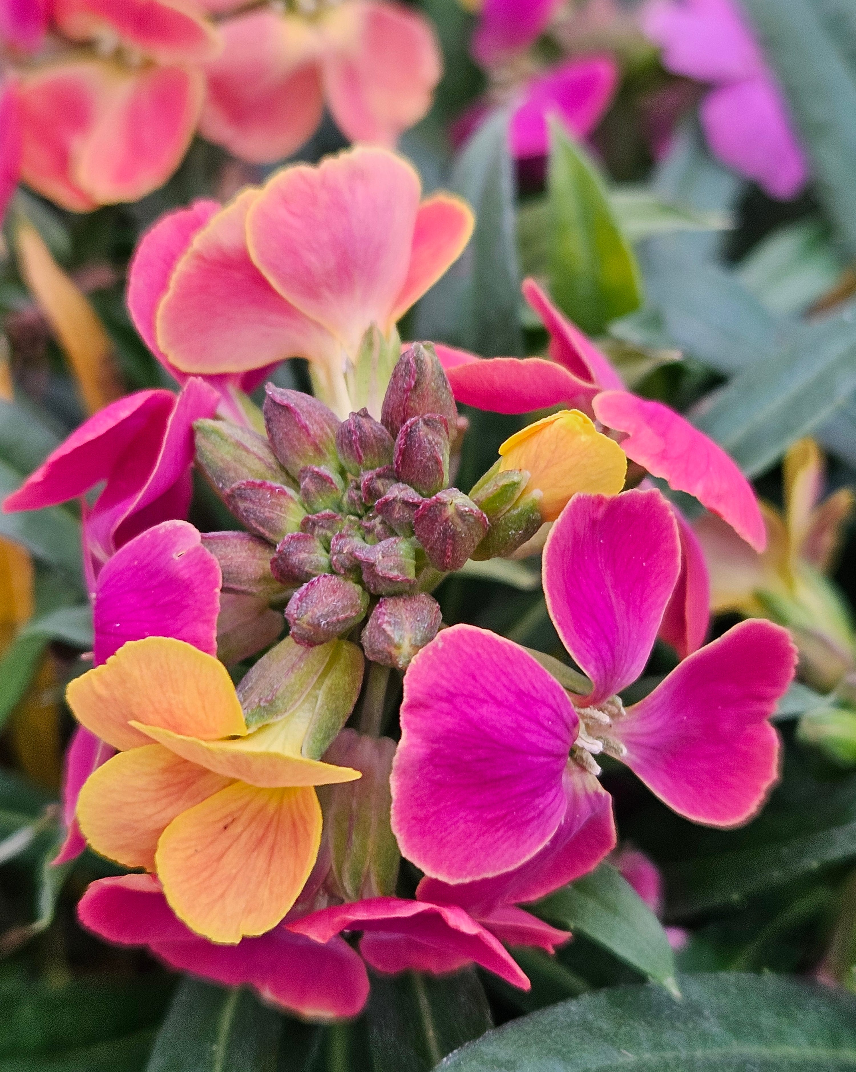 close up of flowering wallflower/erysimum plant (artist's paintbox variety)