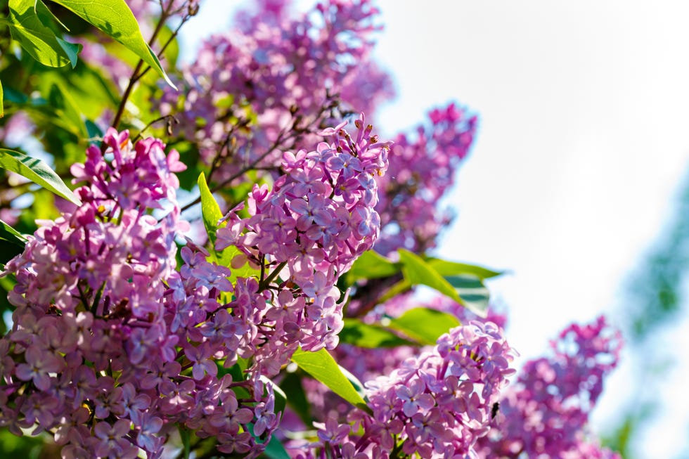 Blooming lilac (Syringa sp) what not to prune in spring lilac