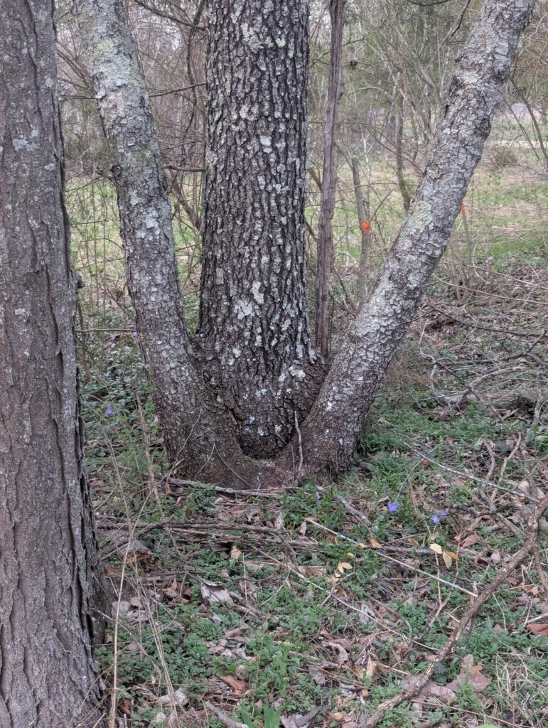 Is this a tree growing inside another?