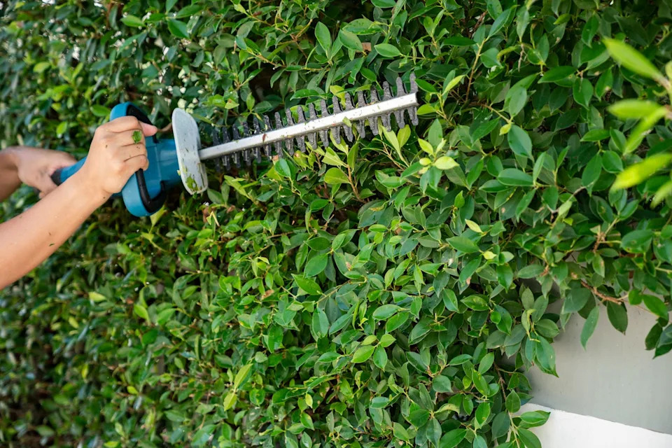 trimming green hedges work in the garden