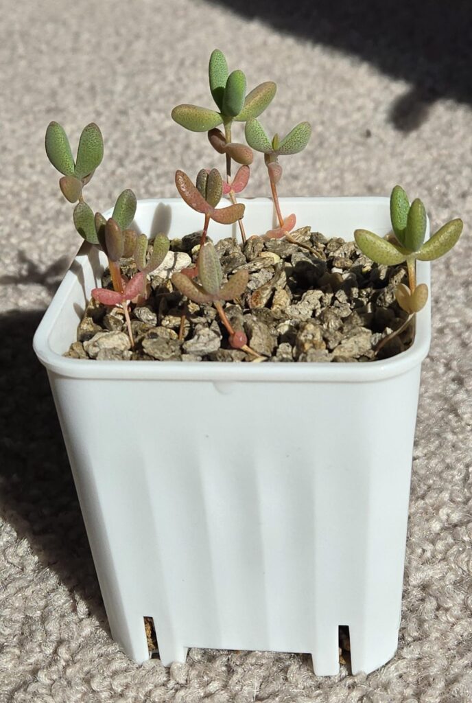 Eberlanzia schneideriana seedlings (3 months)