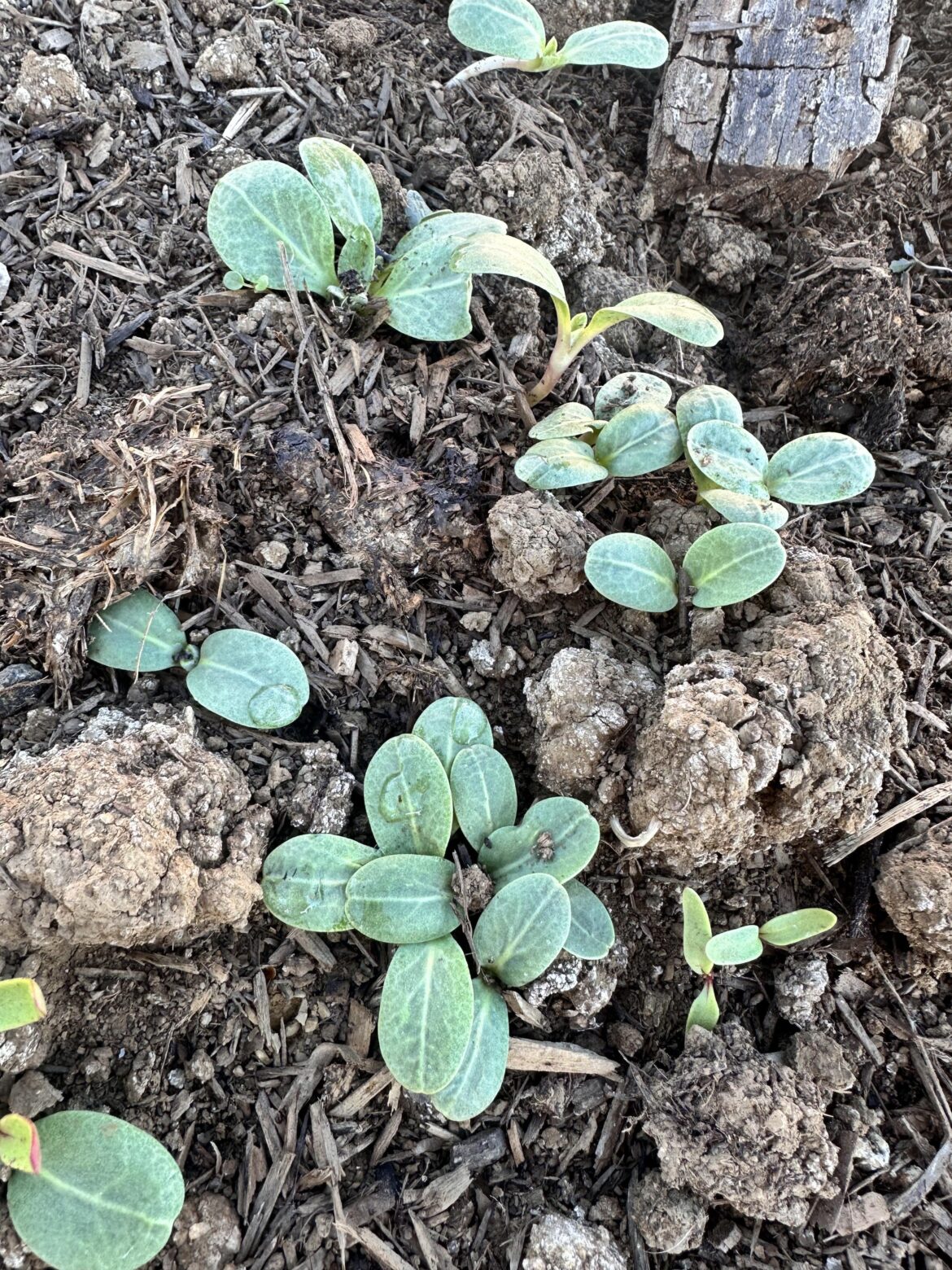 Volunteer squash (??)