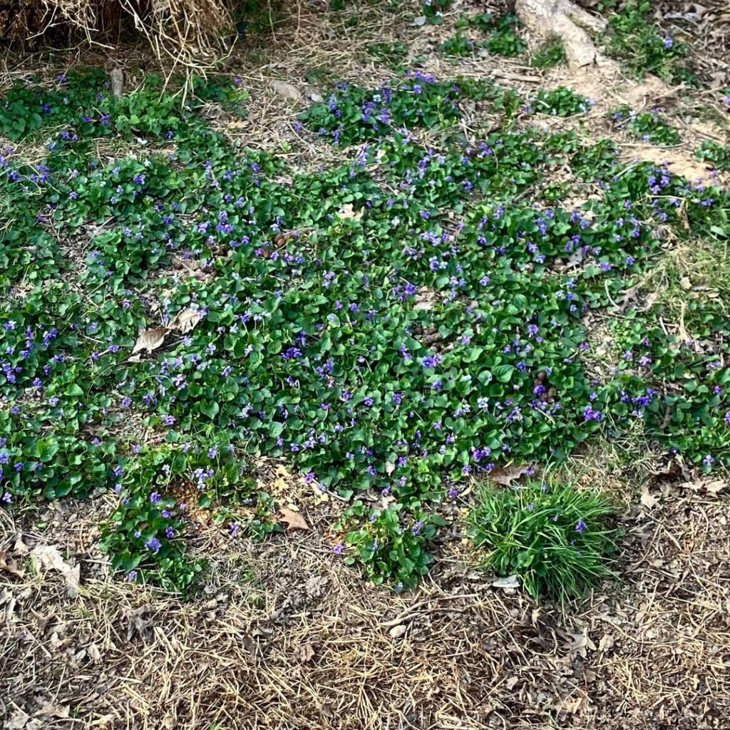 The ideal growing condition for wild violet is apparently my dog’s poop patch