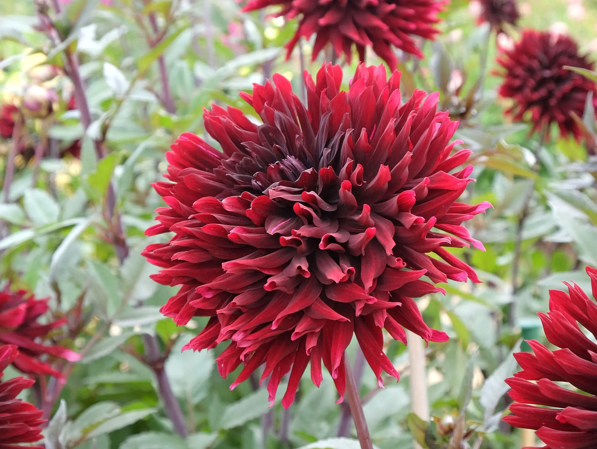 Dahlia 'Black Jack' in bloom.