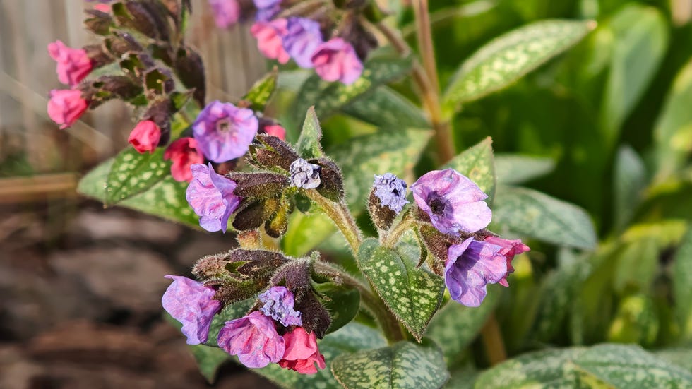 Close-up of spring pink Pulmonaria (lungwort) flower against natural background
